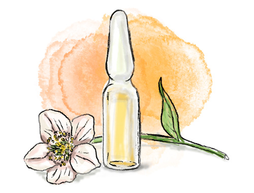 500x380px_Helleborus-Therapie_Illustration