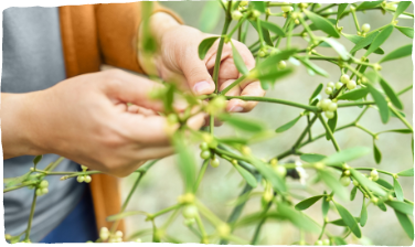 Startseite_Naturliche-Abwehrkrafte-starken